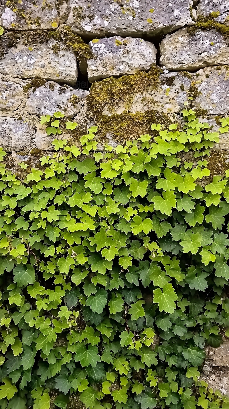 高清大图下载【趣麦麦图】古墙绿植