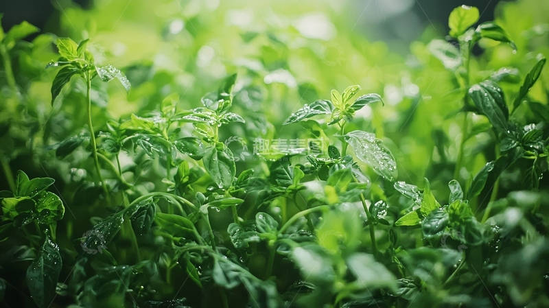 高清大图下载【趣麦麦图】绿意盎然的植物特写