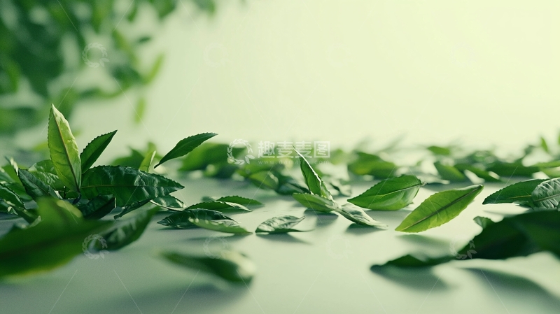 高清大图下载【趣麦麦图】绿色植物叶子散落