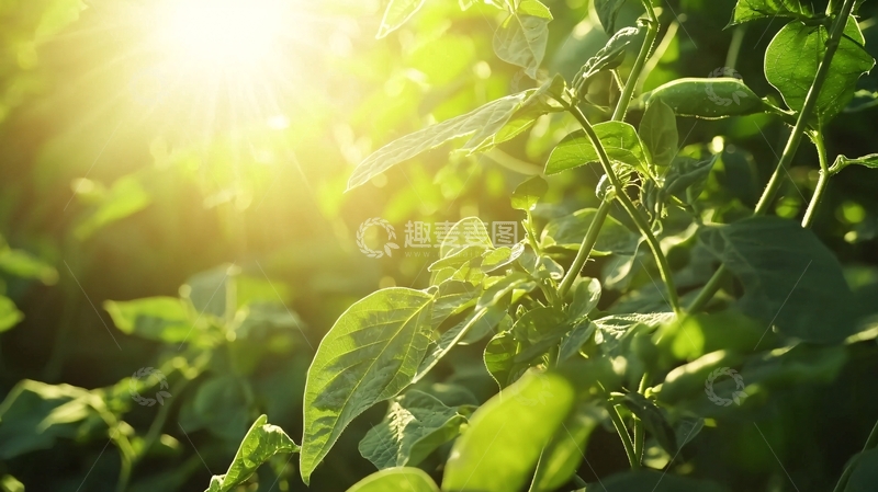 高清大图下载【趣麦麦图】阳光照射下的绿色植物