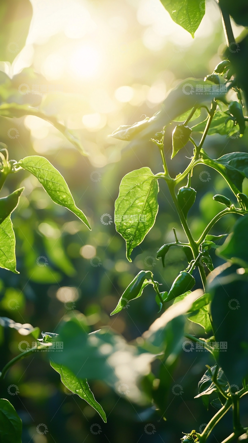 高清大图下载【趣麦麦图】阳光透过绿叶