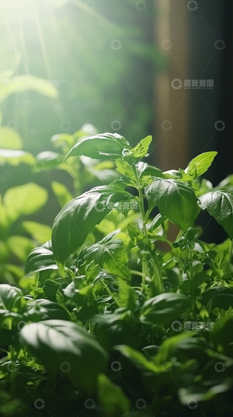 高清大图下载【趣麦麦图】阳光下茂密的罗勒