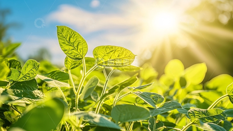 高清大图下载【趣麦麦图】阳光下绿油油的植物嫩芽
