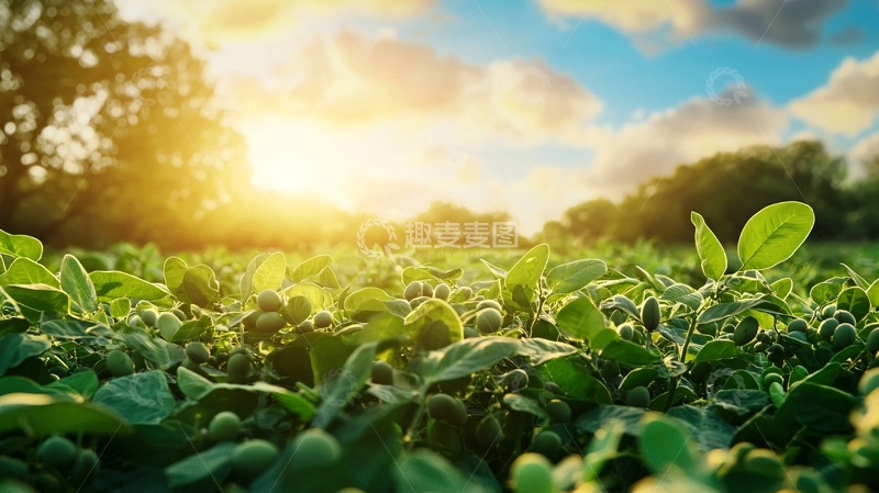 高清大图下载【趣麦麦图】阳光下的绿油油田野