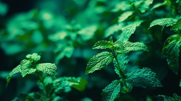 深绿色薄荷植物特写