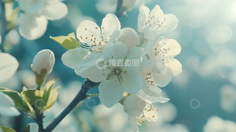 高清大图下载【趣麦麦图】白色梨花特写