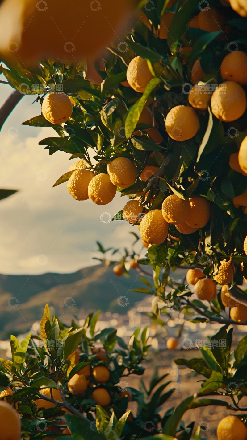 高清大图下载【趣麦麦图】阳光下的橙子树