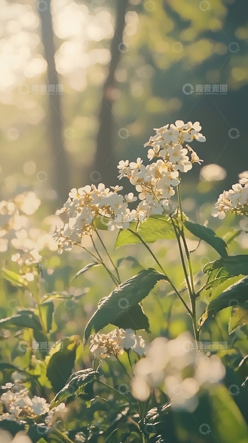 高清大图下载【趣麦麦图】阳光下盛开的白色小花