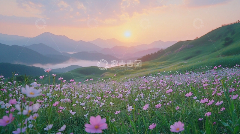 高清大图下载【趣麦麦图】粉色花海山丘日出唯美