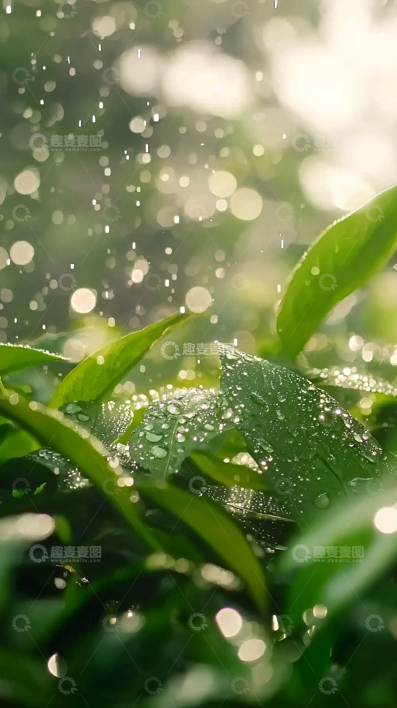 高清大图下载【趣麦麦图】雨后绿叶