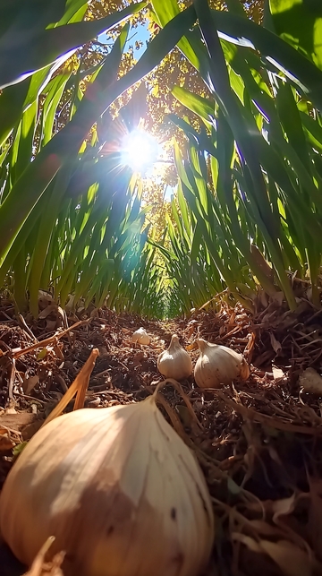 阳光下的大蒜丰收