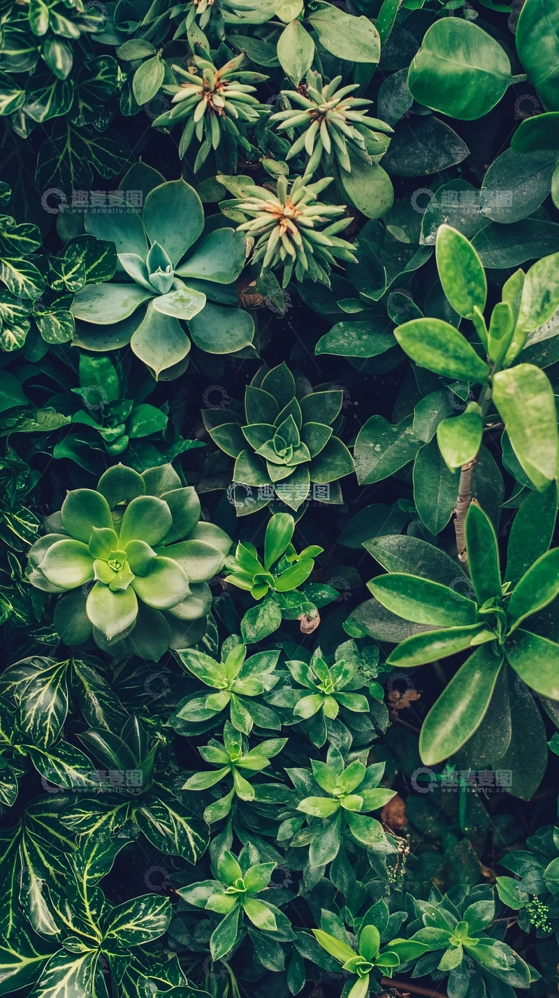 高清大图下载【趣麦麦图】绿植背景图