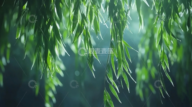 高清大图下载【趣麦麦图】垂柳枝叶特写