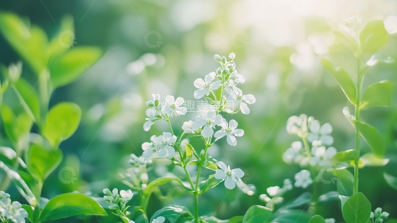 高清大图下载【趣麦麦图】阳光下盛开的白色小花