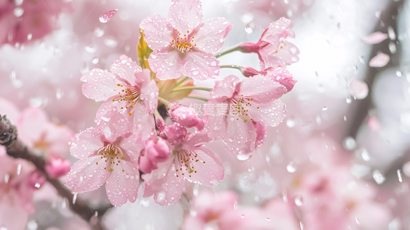 高清大图下载【趣麦麦图】粉嫩樱花雨中绽放