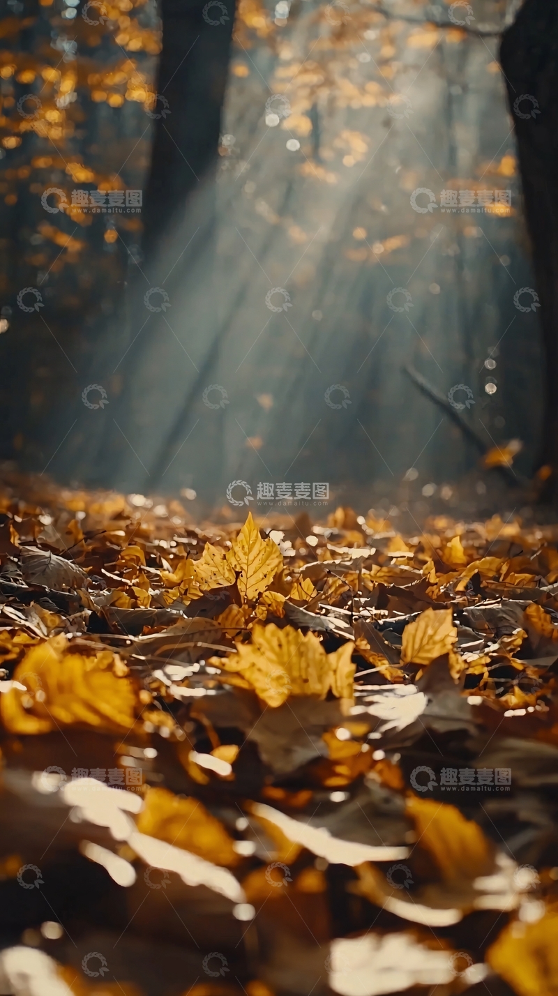 高清大图下载【趣麦麦图】秋日森林光线透过树叶