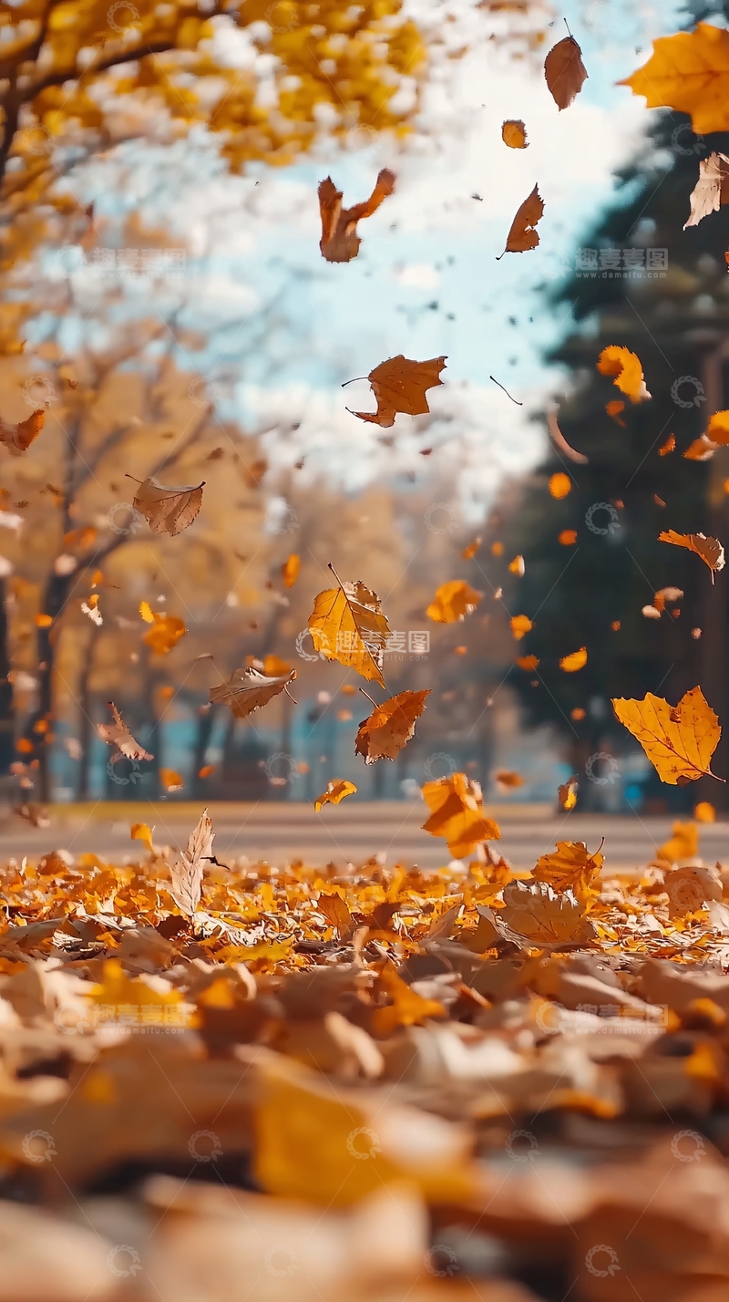 高清大图下载【趣麦麦图】秋叶飘落地面特写