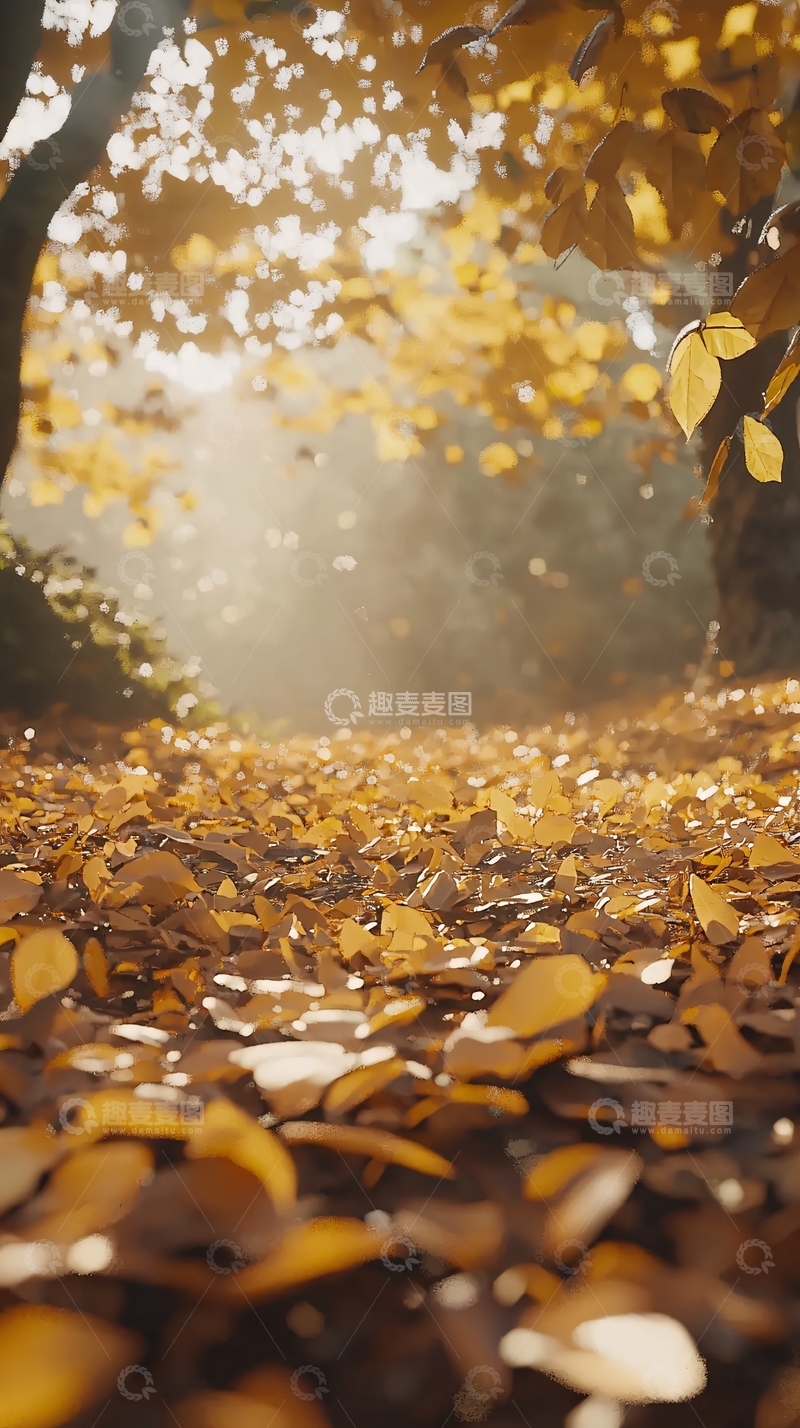 高清大图下载【趣麦麦图】秋日阳光下的落叶