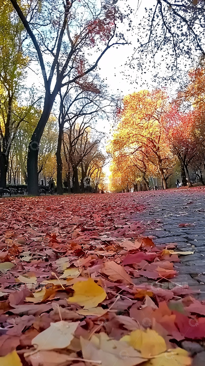 高清大图下载【趣麦麦图】秋日落叶小路