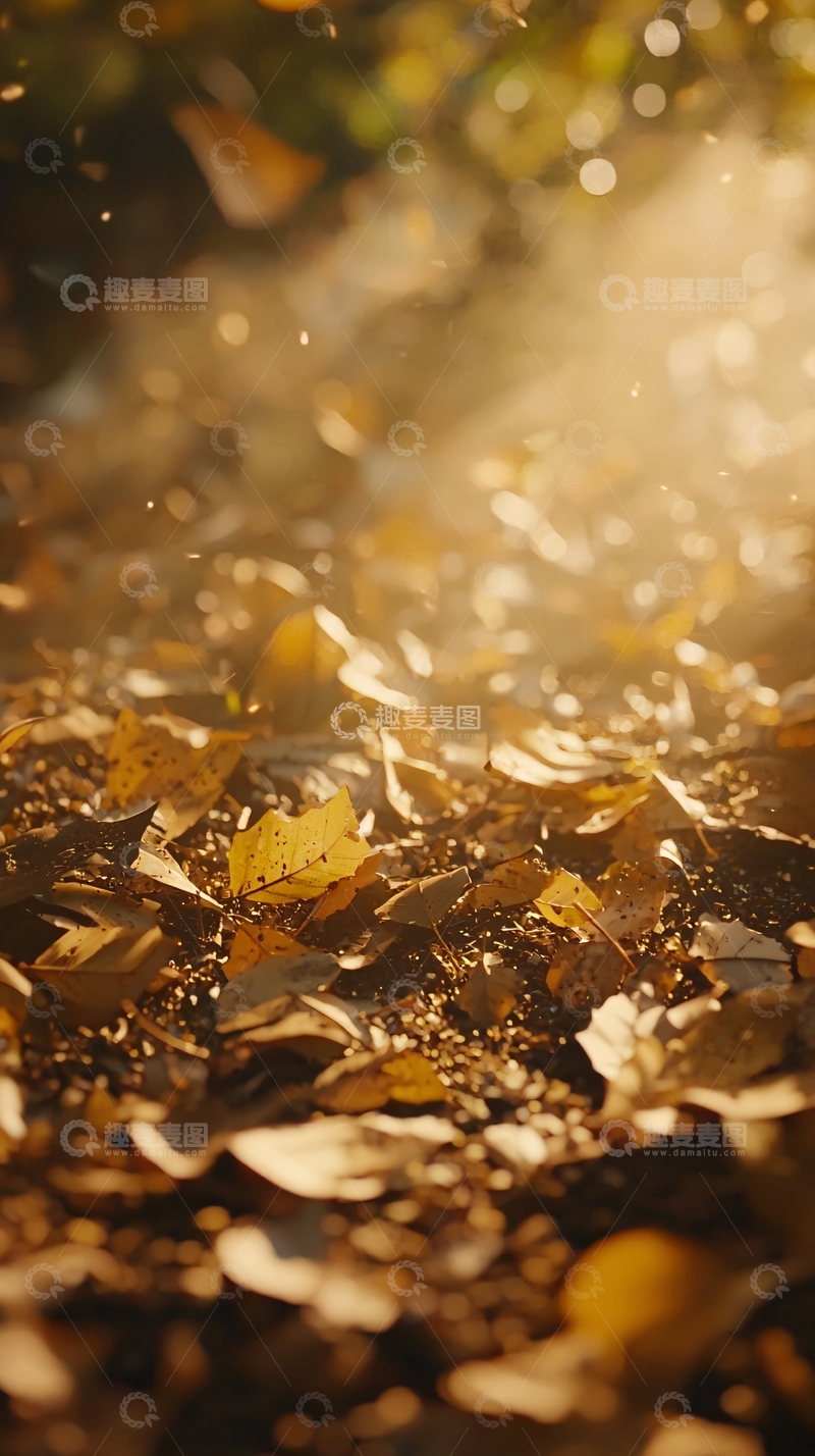 高清大图下载【趣麦麦图】秋日落叶地面阳光