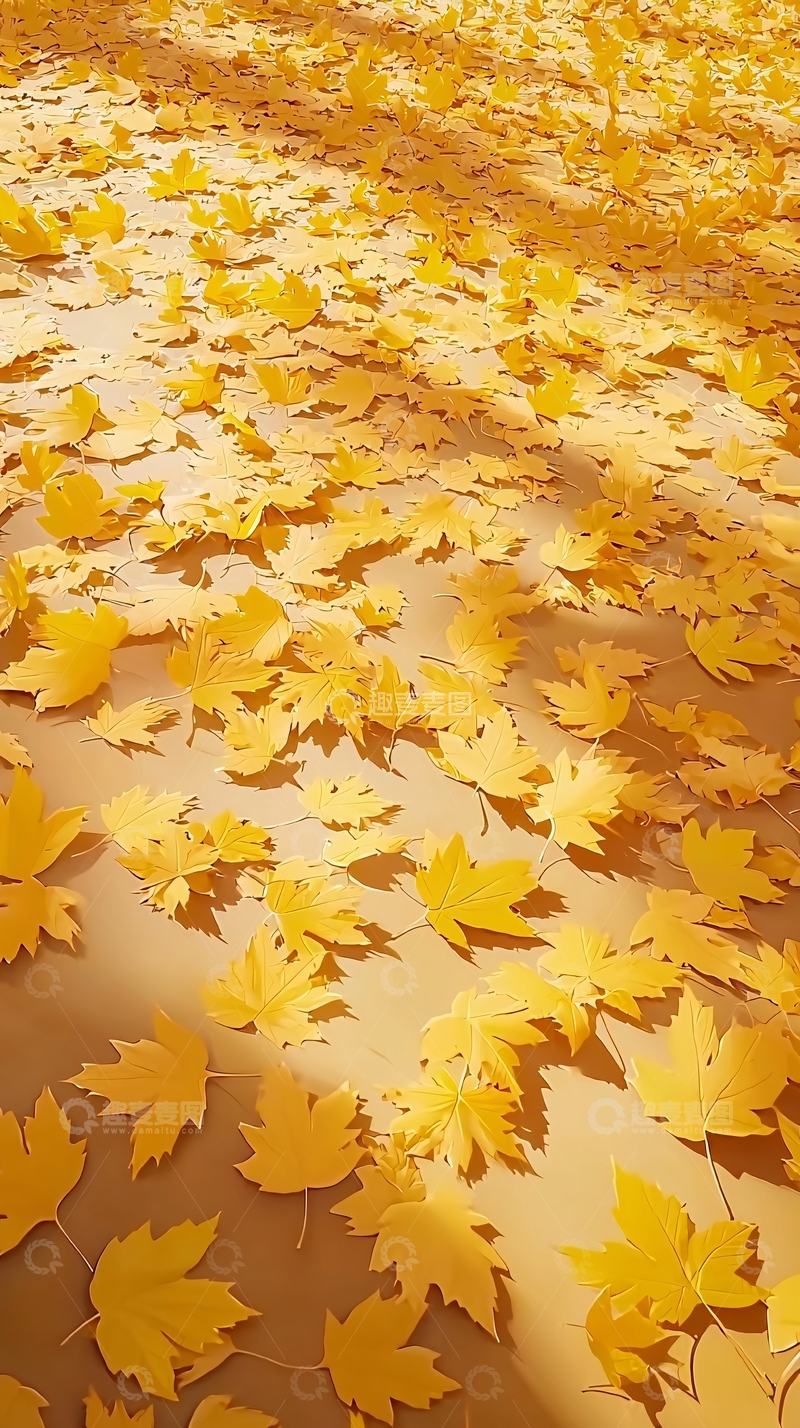 高清大图下载【趣麦麦图】阳光下金黄落叶