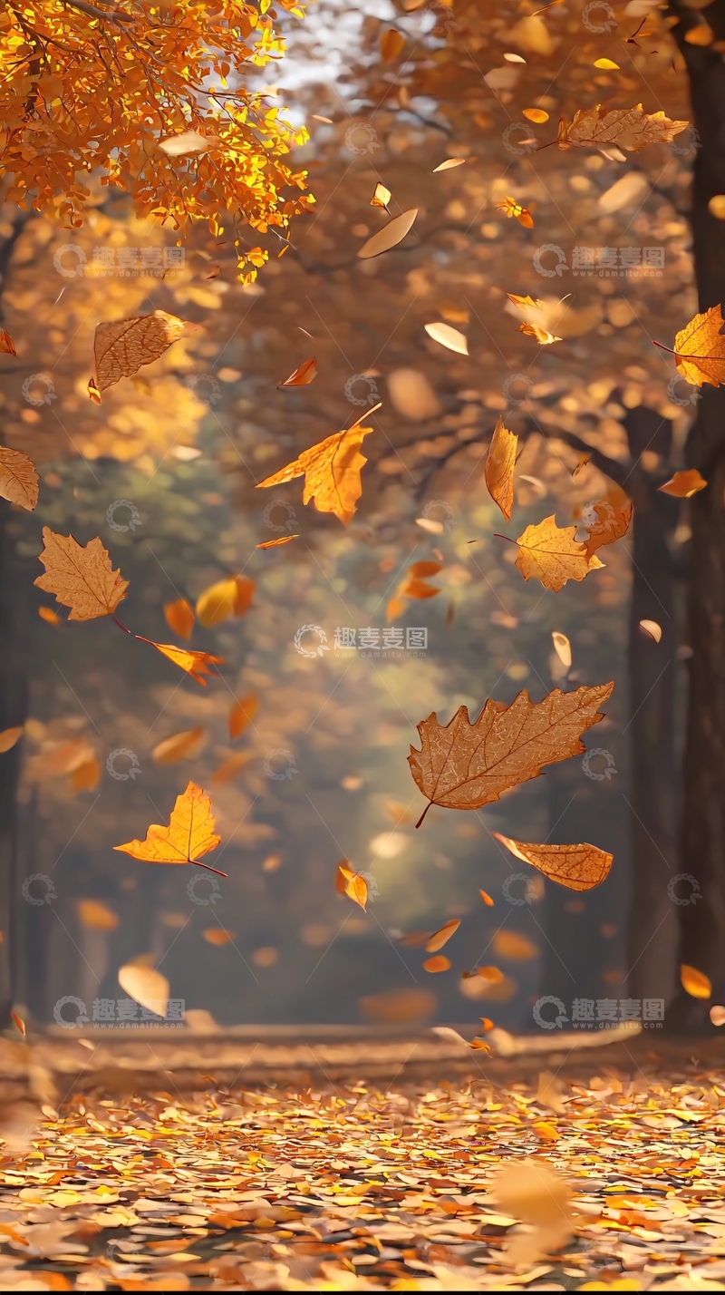 高清大图下载【趣麦麦图】秋日落叶纷飞的林间小路