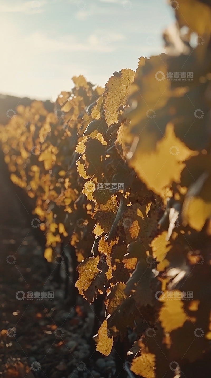 高清大图下载【趣麦麦图】秋日葡萄园金色叶片