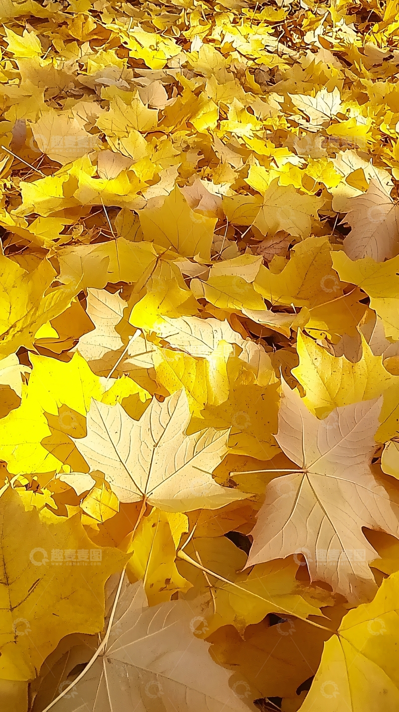 高清大图下载【趣麦麦图】秋叶满地金黄