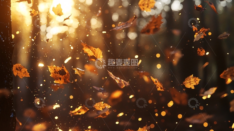 高清大图下载【趣麦麦图】光线透过树叶