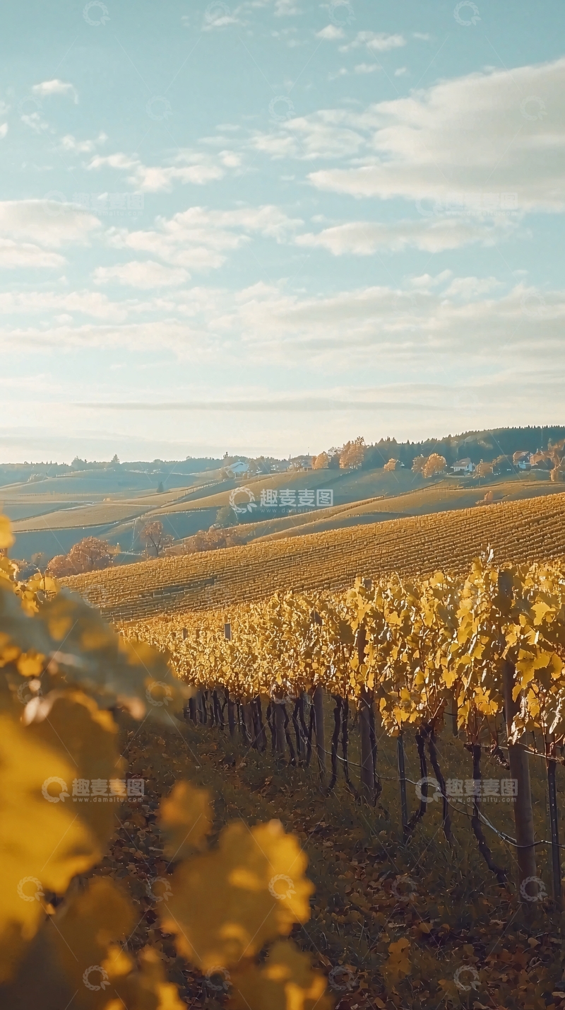 高清大图下载【趣麦麦图】秋日葡萄园景观