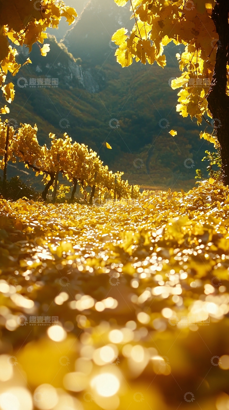 高清大图下载【趣麦麦图】秋日葡萄园金色落叶