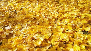 金黄色的银杏叶地面