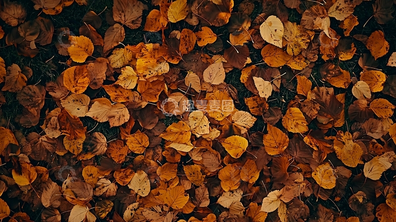 高清大图下载【趣麦麦图】地面上铺满落叶