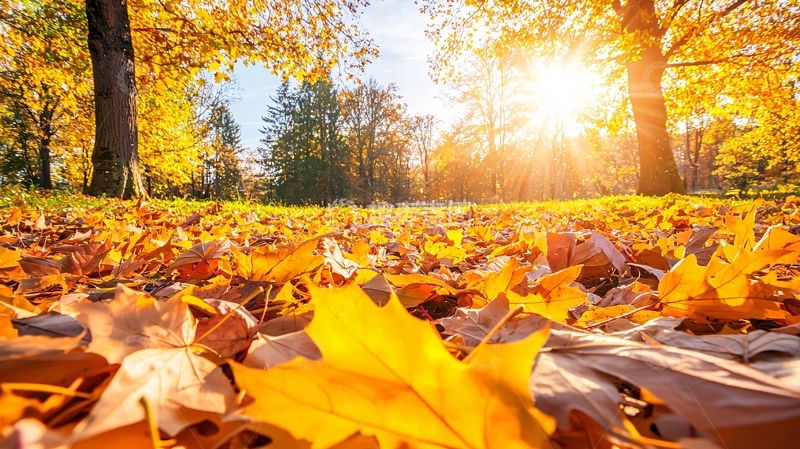 高清大图下载【趣麦麦图】秋日阳光下的落叶