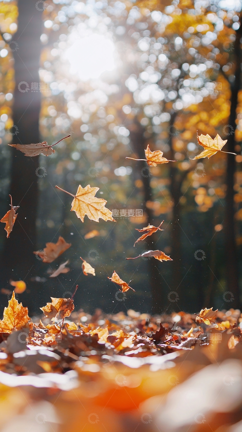 高清大图下载【趣麦麦图】阳光下的秋叶飘落