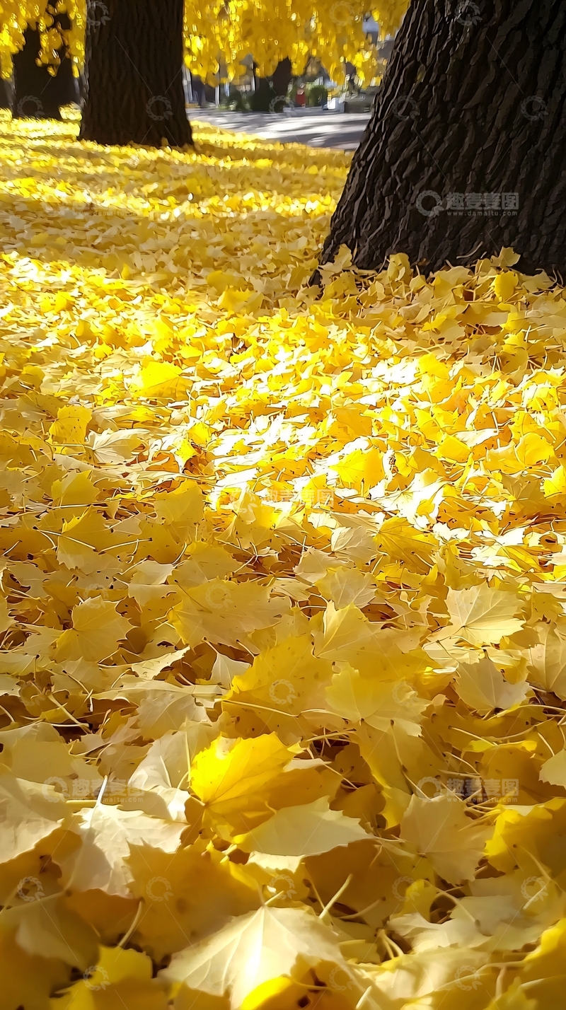 高清大图下载【趣麦麦图】金黄落叶铺满地