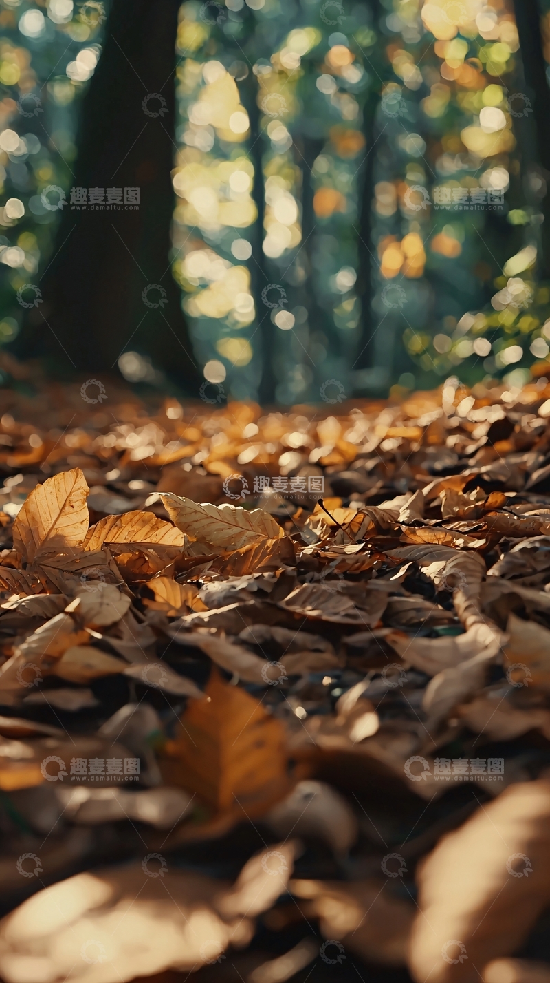 高清大图下载【趣麦麦图】秋日森林落叶小路