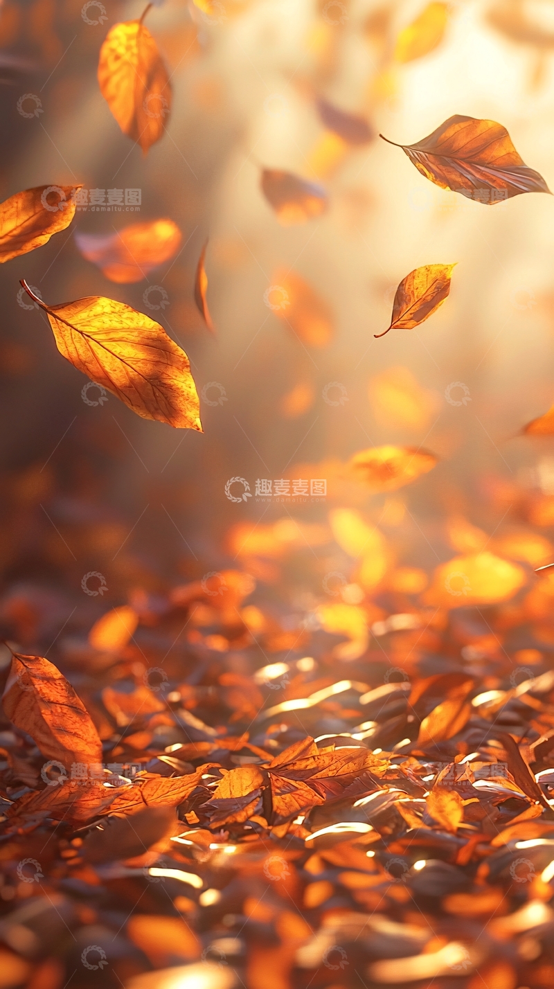 高清大图下载【趣麦麦图】秋叶飘落金色阳光