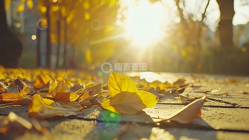 高清大图下载【趣麦麦图】秋日落叶地面阳光
