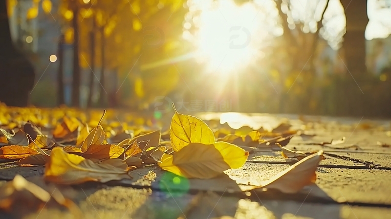 高清大图下载【趣麦麦图】秋日落叶地面阳光