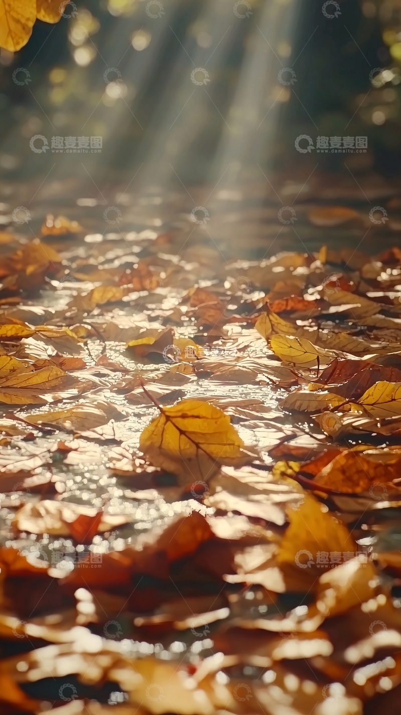 高清大图下载【趣麦麦图】秋日落叶阳光洒照地面