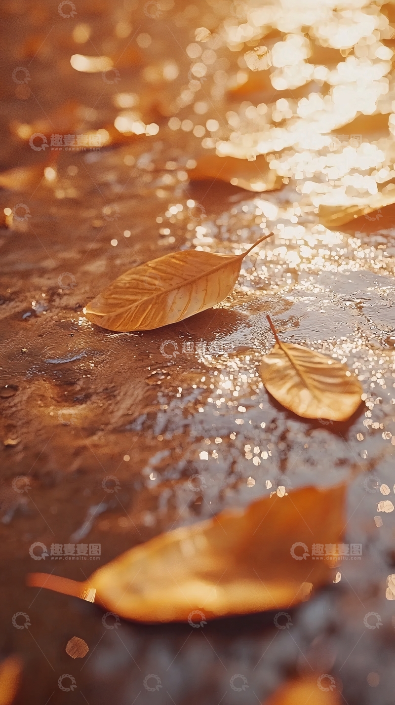 高清大图下载【趣麦麦图】落叶湿地金色阳光