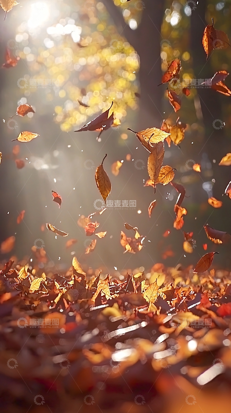 高清大图下载【趣麦麦图】阳光下飞舞的落叶