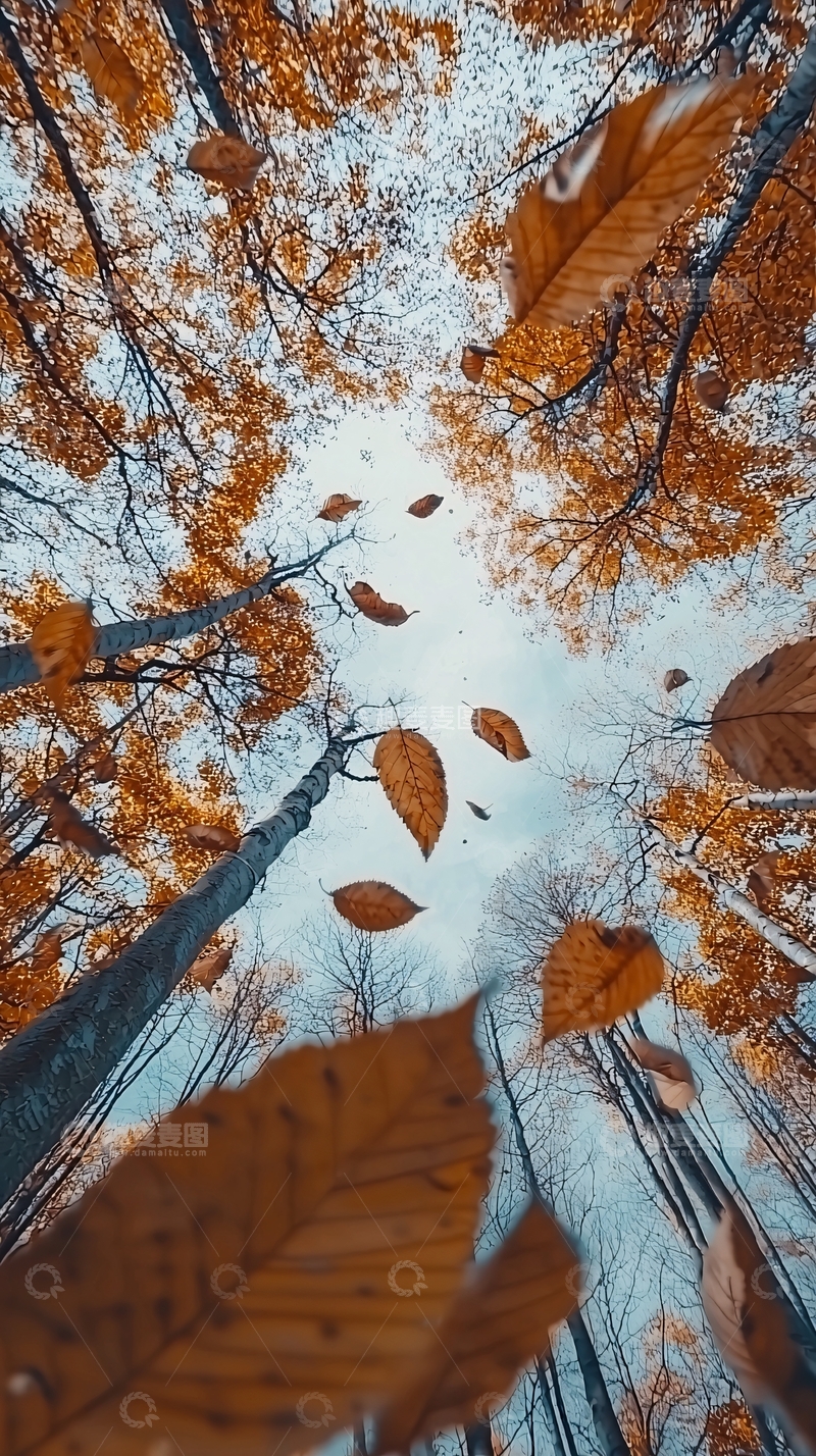 高清大图下载【趣麦麦图】秋叶飘落森林仰视