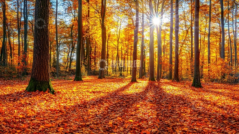 高清大图下载【趣麦麦图】秋日森林阳光洒满地