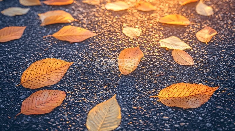 高清大图下载【趣麦麦图】落叶铺满湿漉漉的柏油路