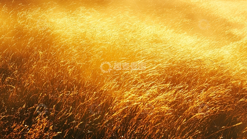 高清大图下载【趣麦麦图】金黄色的麦田