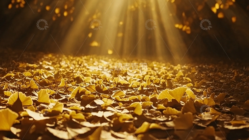 高清大图下载【趣麦麦图】光线透过树叶洒满金黄落叶