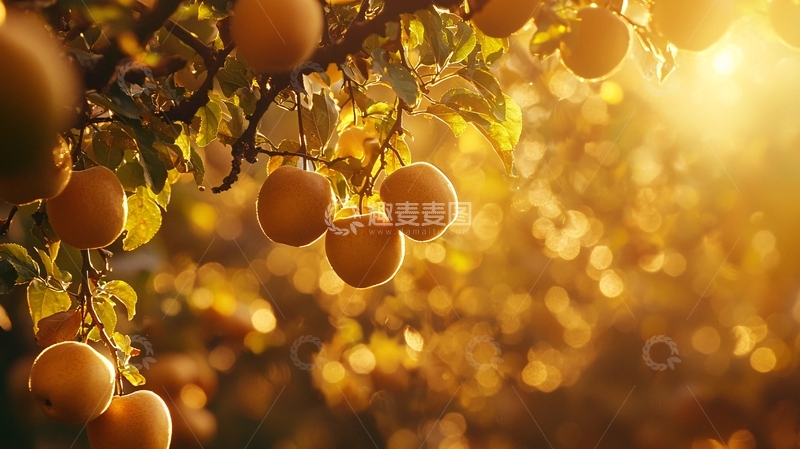 高清大图下载【趣麦麦图】阳光下成熟的橘子树