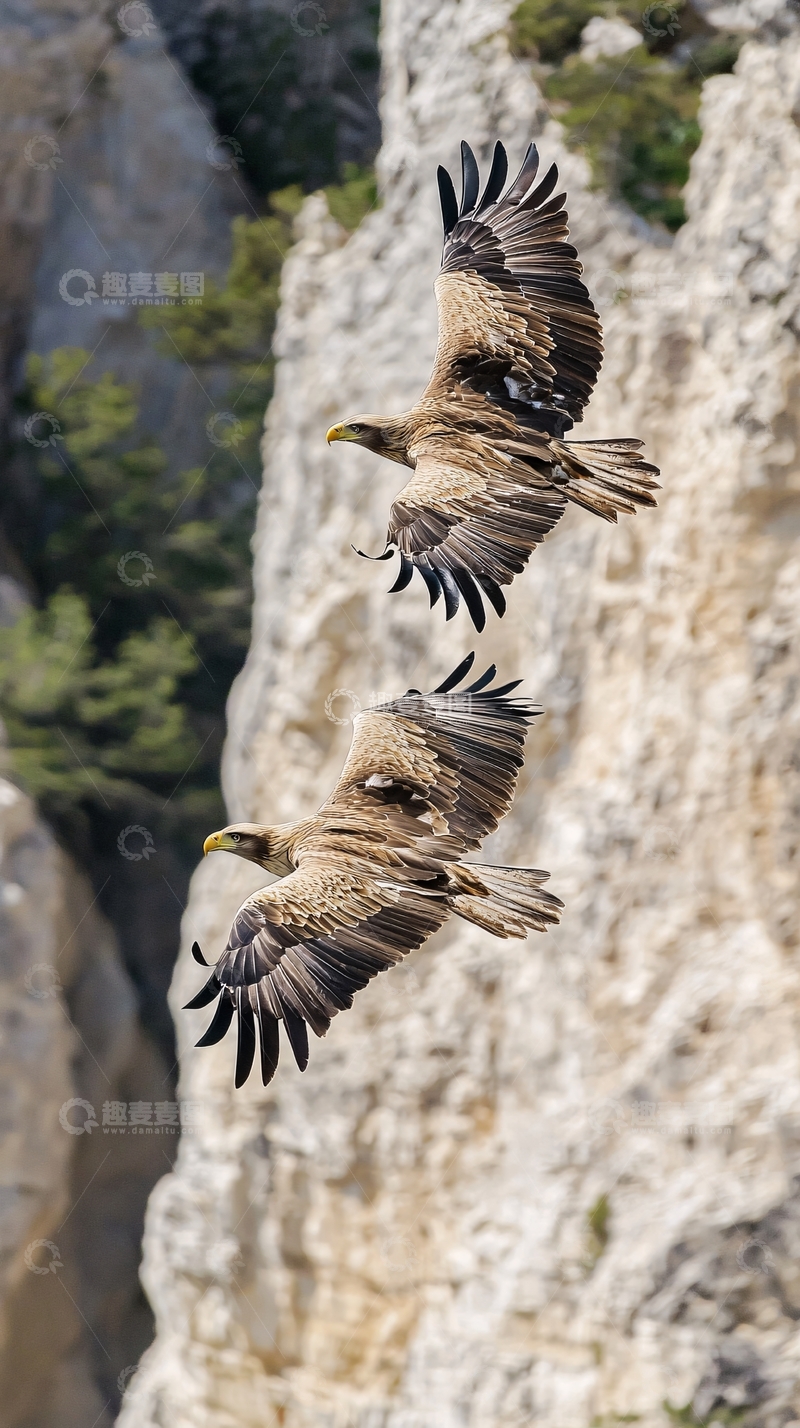 高清大图下载【趣麦麦图】崖壁上飞翔的两只鹰